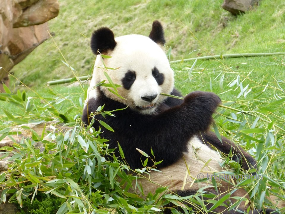 panda du zoo de beauval