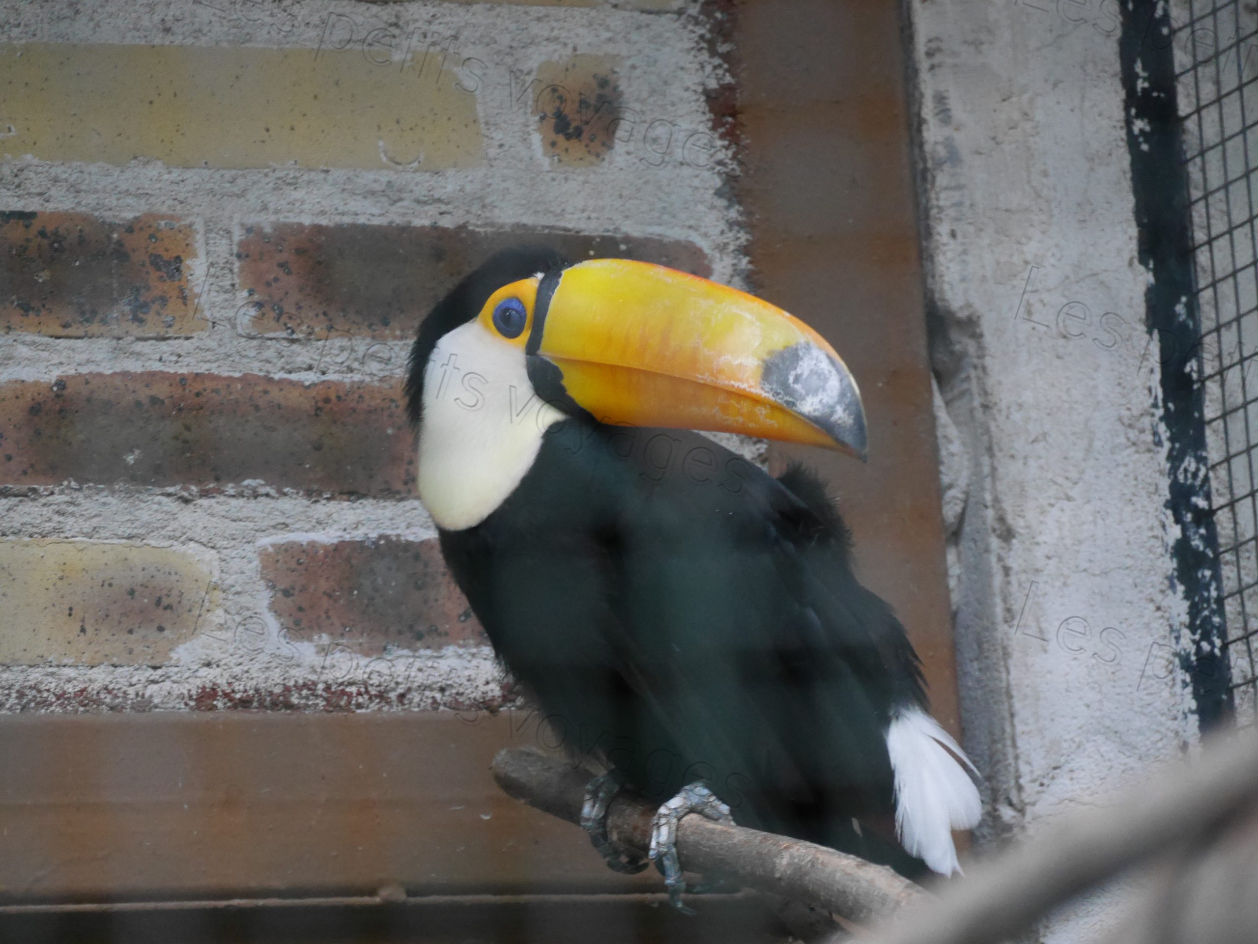 toucan zoo beauval