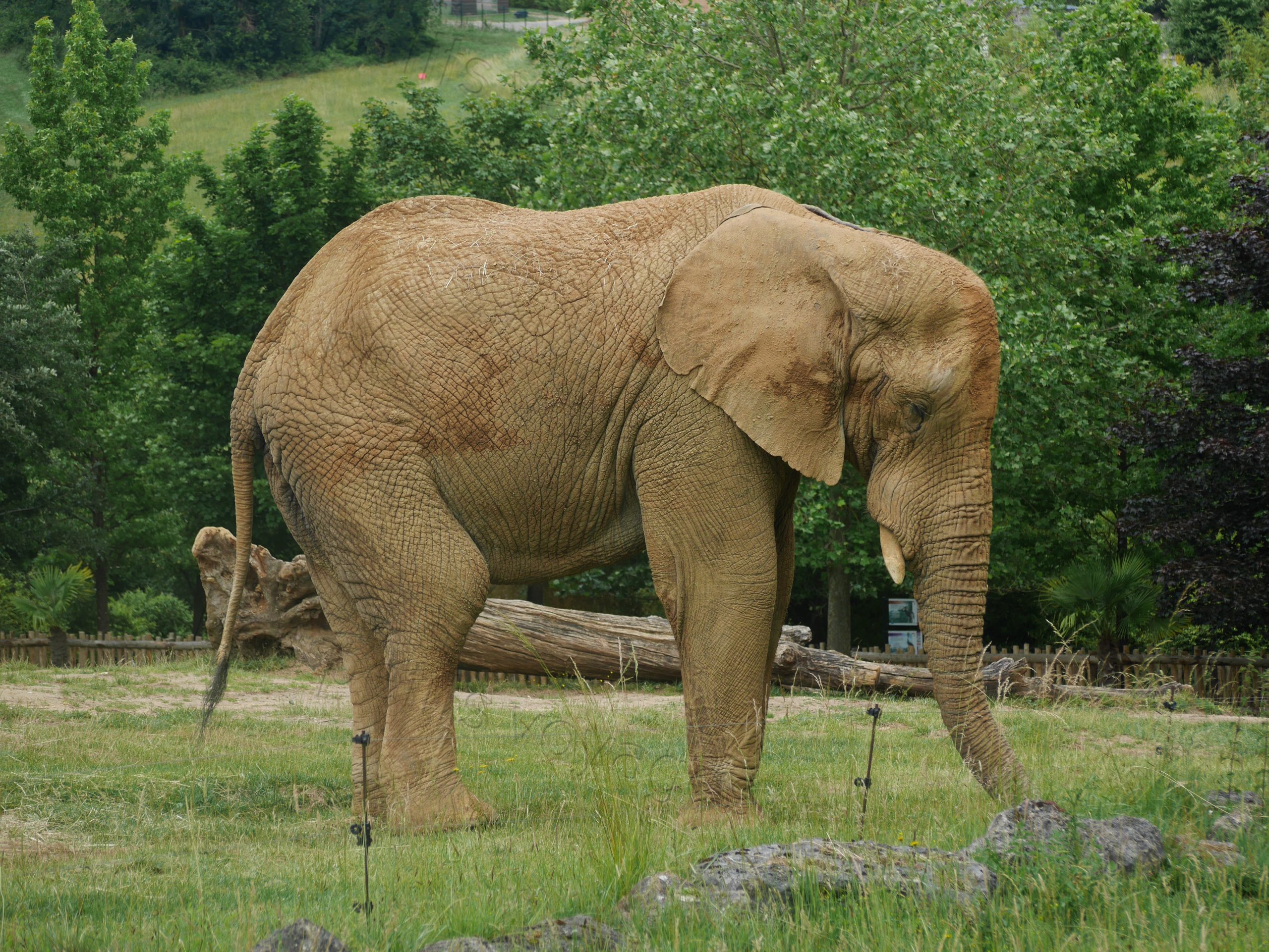 elephant zoo beauval