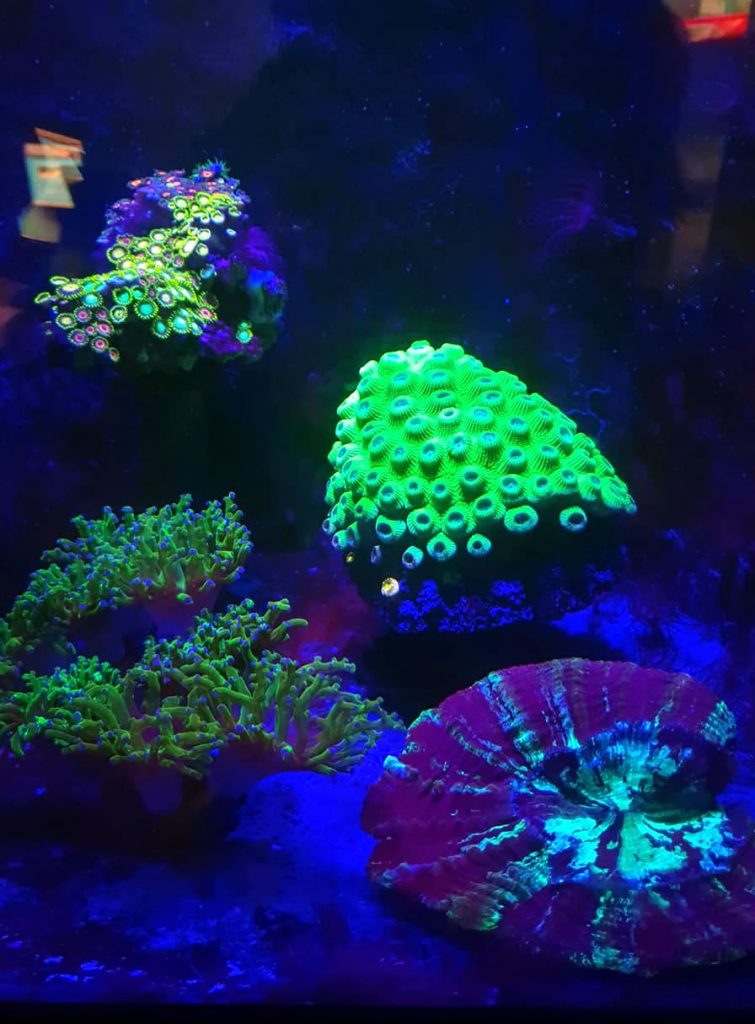 coraux oceanopolis