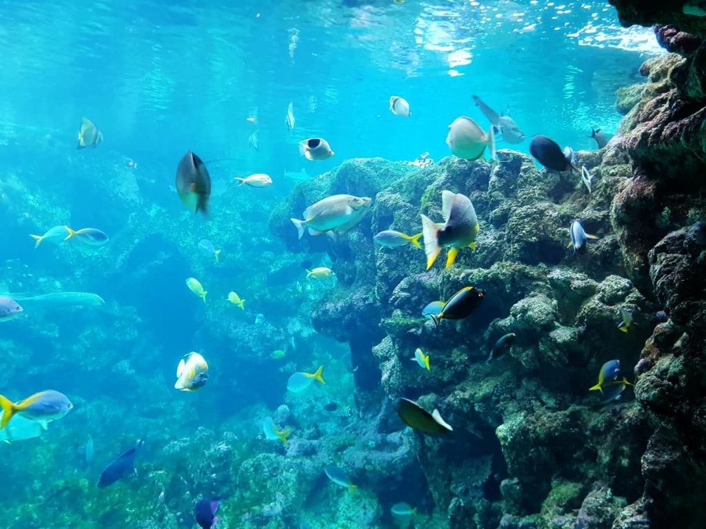 aquarium oceanopolis
