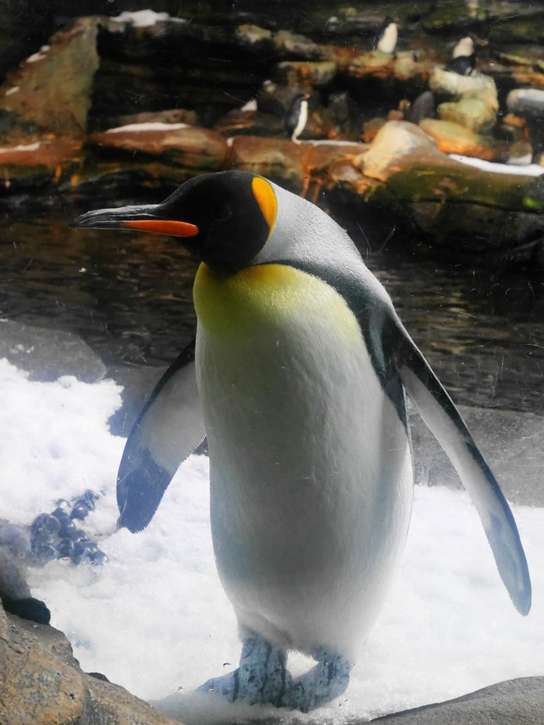 oceanopolis pingouin