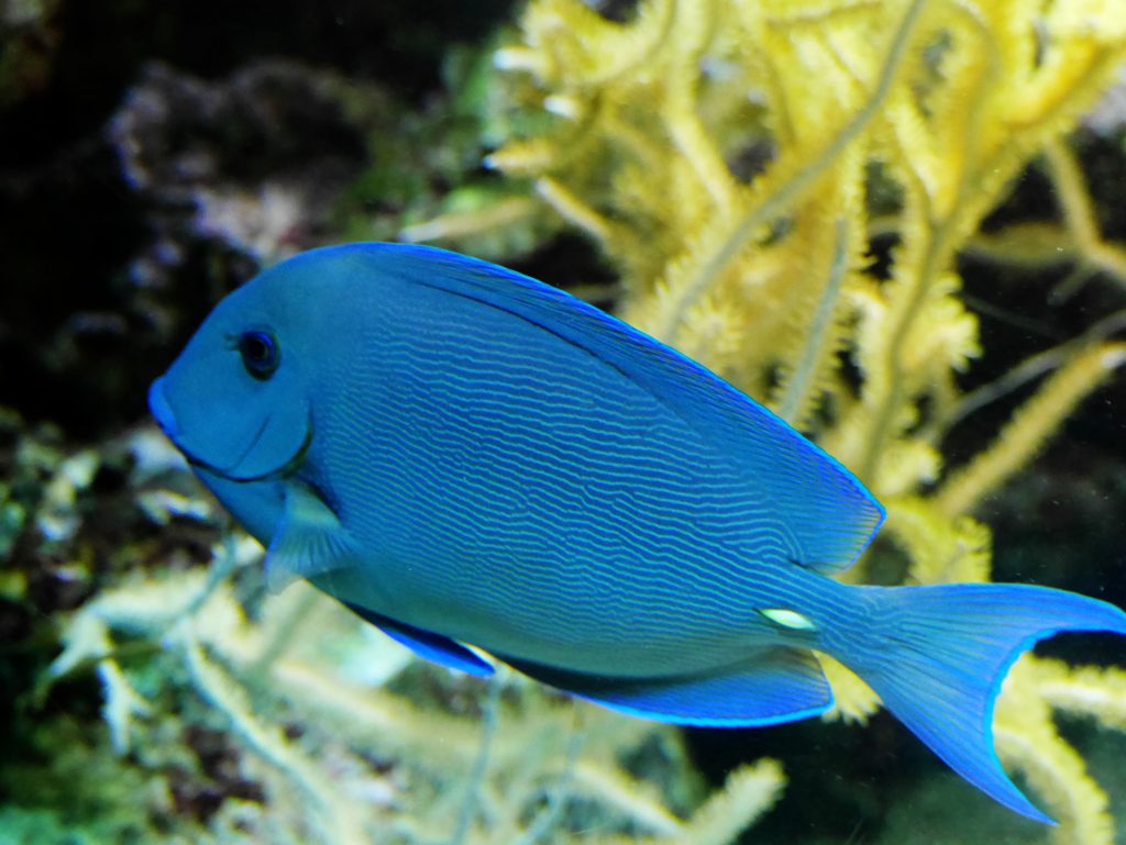 poisson bleu oceanopolis