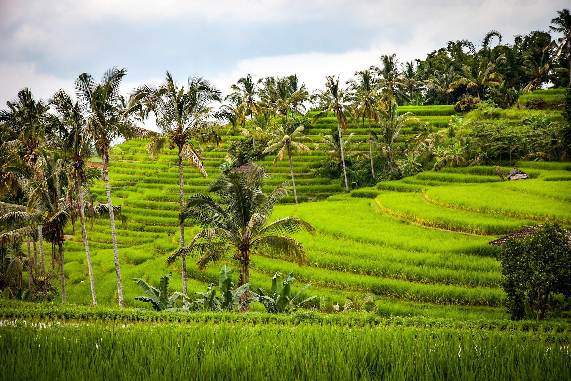 Bali, l'île des Dieux rizieres