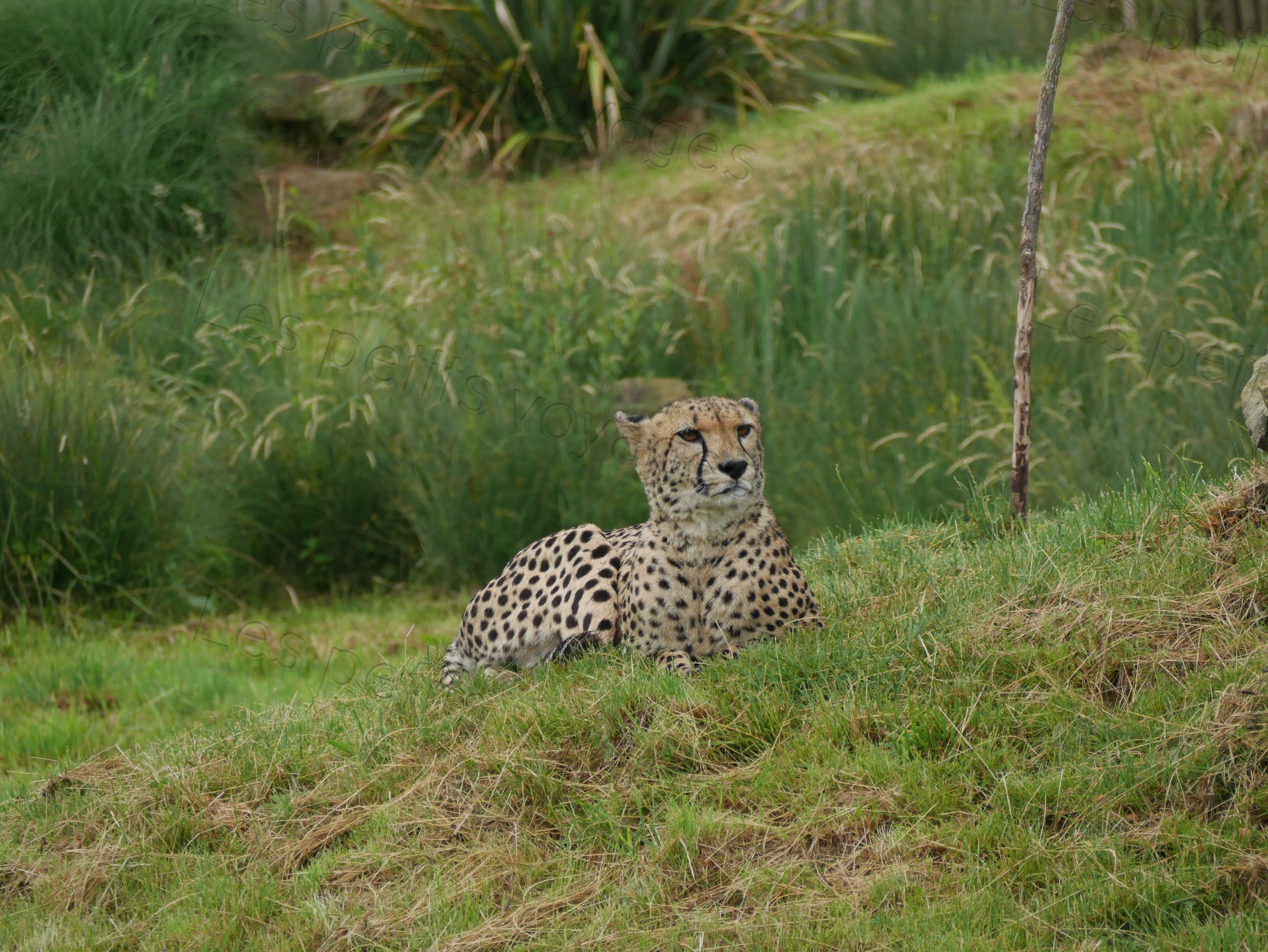 guepard zoo beauval