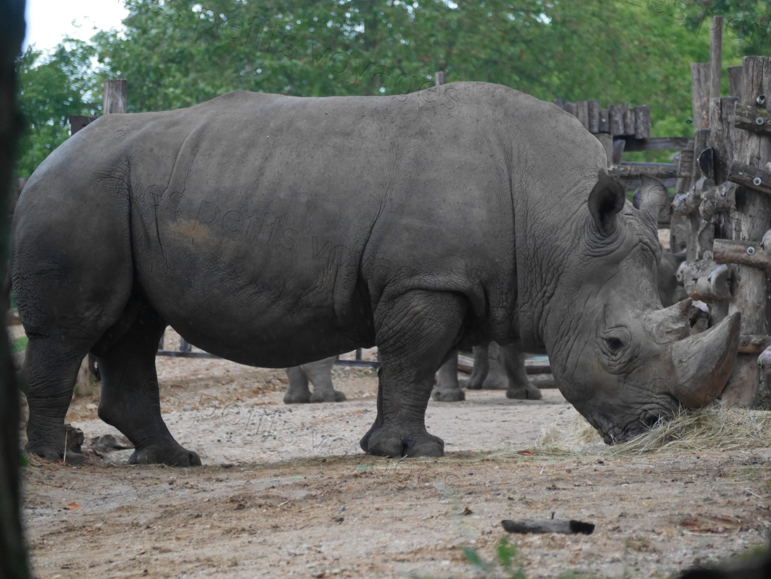 rhino zoo beauval