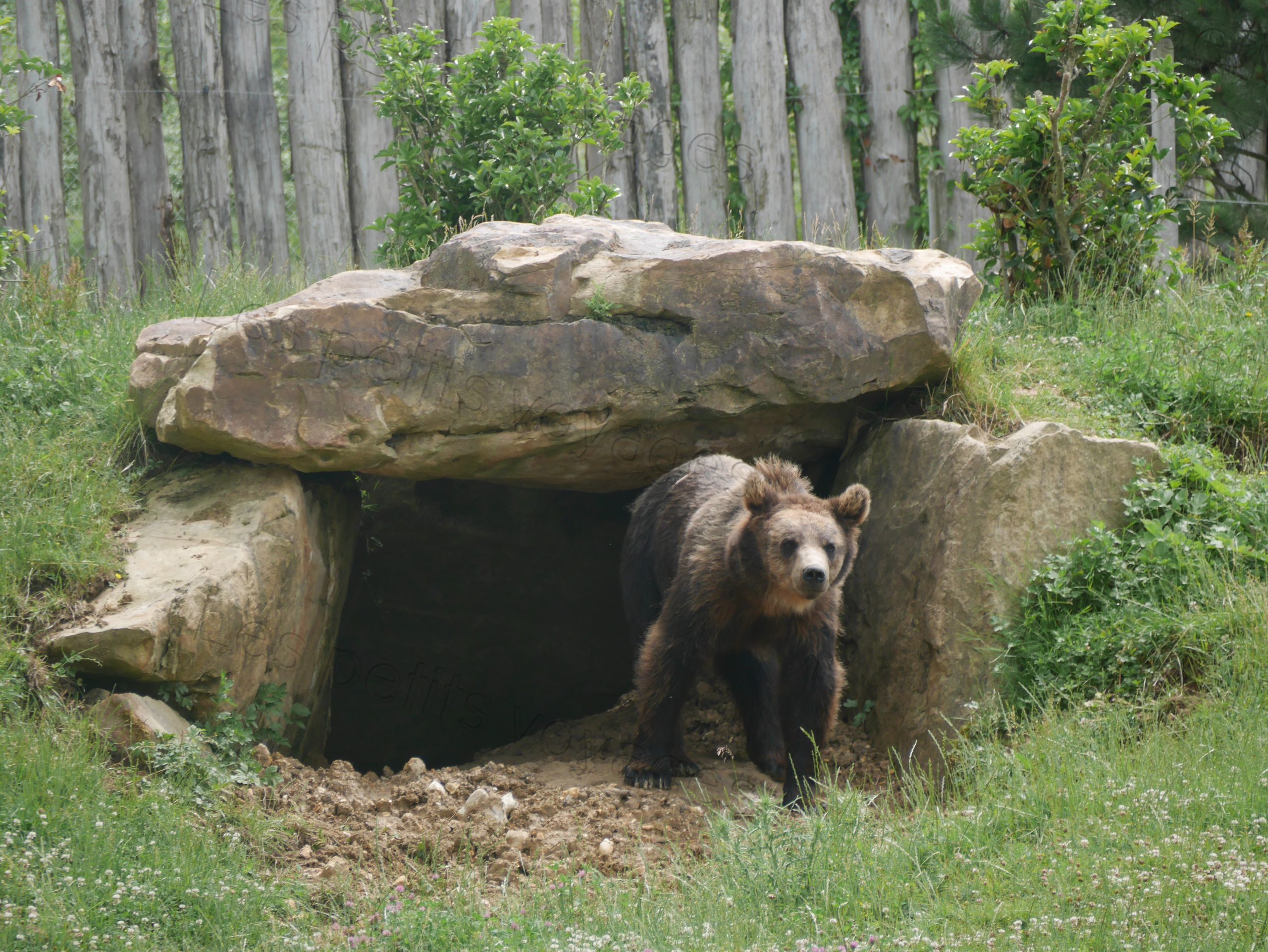 ours zoo beauval